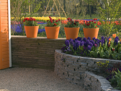Row Of Orange Terracotta Containers On A Wall Planted With Red Tulips And Ranunculus by Clive Nichols Pricing Limited Edition Print image