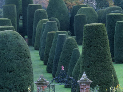 Packwood House, Warwickshire - The Topiary Garden In Winter by Clive Nichols Pricing Limited Edition Print image