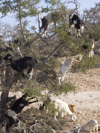 Goats Eat The Fruit Of Argan Tree, Seeds Retrieved From Waste - Ground Up, Turned Into Argan Oil by Natalie Tepper Pricing Limited Edition Print image