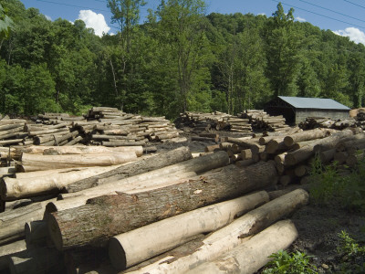 Logging Industry, West Virginia by Natalie Tepper Pricing Limited Edition Print image