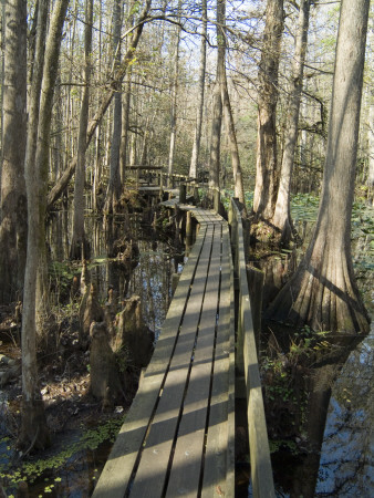 Cypress Swamp, Highland Hammck State Park, Florida by Natalie Tepper Pricing Limited Edition Print image