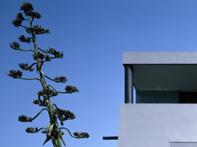 Puente's House, San Bernabe, Mexico City, Detail Of Roof And Tall Plant by Richard Bryant Pricing Limited Edition Print image