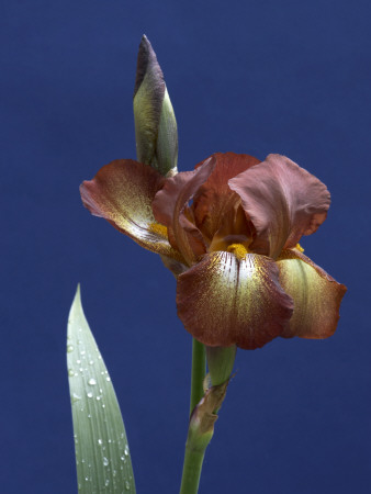Flower Details - Iris by Richard Bryant Pricing Limited Edition Print image
