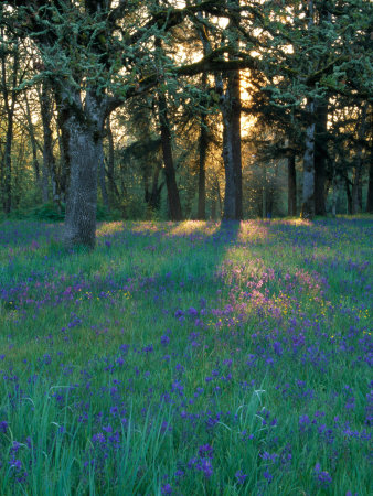 Field Of Camas And Oak Trees, Salem, Oregon, Usa by Julie Eggers Pricing Limited Edition Print image