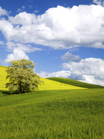 Lone Blooming Tree In Field Of Canola And Wheat, Colfax, Washington, Usa by Terry Eggers Pricing Limited Edition Print image