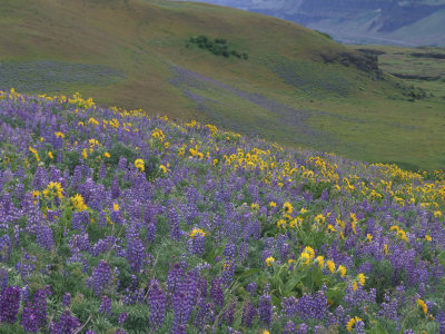 Field Of Arrowleaf Balsamroot And Lupine, Washington, Usa by Julie Eggers Pricing Limited Edition Print image