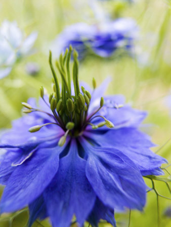 Bachelor Button Close Up, Willamette Valley, Oregon, Usa by Terry Eggers Pricing Limited Edition Print image