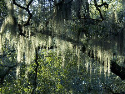 Spanish Moss On Live Oak Trees, Savannah, Georgia, Usa by Jim Engelbrecht Pricing Limited Edition Print image