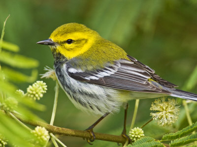 Black-Throated Green Warbler, Padre Island, Texas, Usa by Larry Ditto Pricing Limited Edition Print image