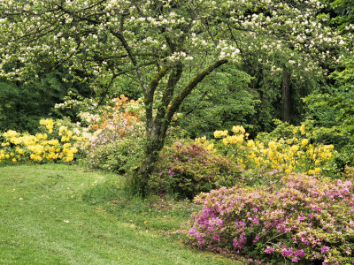 Spring Blossoms In Washington Park Arboretum, Seattle, Washington, Usa by Charles Crust Pricing Limited Edition Print image