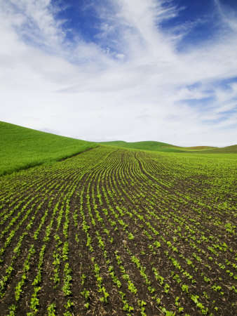 Spring Field Of Peas And Wheat, Palouse Country, Idaho, Usa by Terry Eggers Pricing Limited Edition Print image