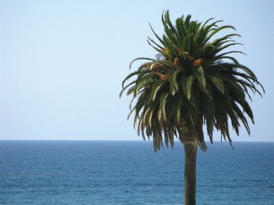 Palm At Moonlight Beach by Jenny Kraft Pricing Limited Edition Print image
