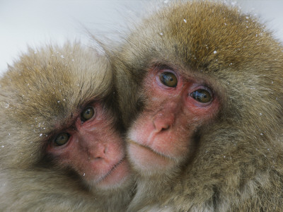 A Pair Of Japanese Macaques, Or Snow Monkeys, Cuddle Together by Tim Laman Pricing Limited Edition Print image