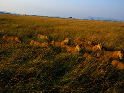 A Pride Of African Lions Walk Through Tall Savanna Grass by Michael Nichols Pricing Limited Edition Print image