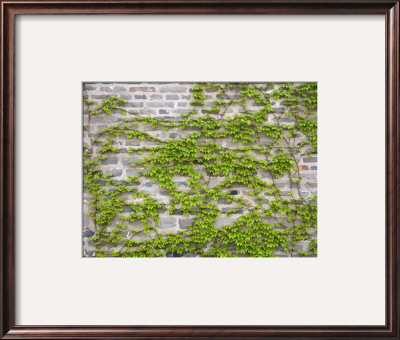China, Shandong Province, Qufu, Kong (Confucius) Family Mansion, Ivy On Ancient Wall by Keren Su Pricing Limited Edition Print image