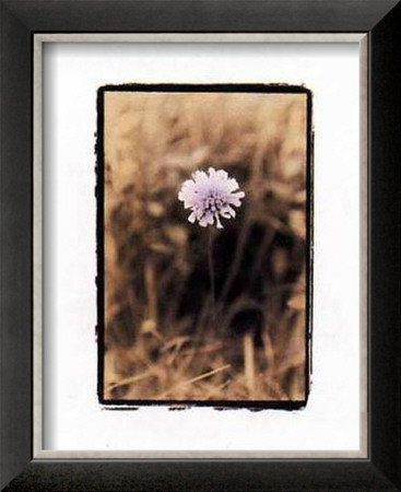 Wildflower I by Troy Kendal Pricing Limited Edition Print image