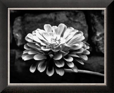 Zinnia by Harold Silverman Pricing Limited Edition Print image