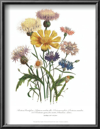Centaurea Crocadylium by Jane W. Loudon Pricing Limited Edition Print image
