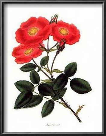 Rosa Provincialis by George Henry Andrews Pricing Limited Edition Print image