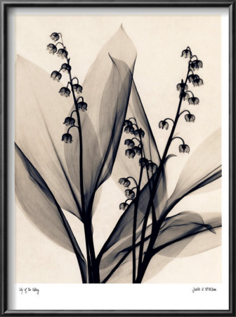 Lily Of The Valley by Judith Mcmillan Pricing Limited Edition Print image
