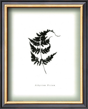 Leaf Xiv by William Cahill Pricing Limited Edition Print image