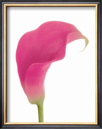 Hot Pink Calla Lily by George Fossey Pricing Limited Edition Print image
