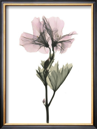Geranium by Acee Pricing Limited Edition Print image