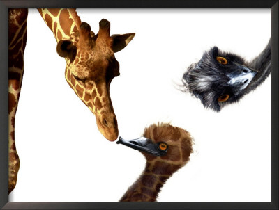 Giraffe, Emu And Offspring by Images Monsoon Pricing Limited Edition Print image