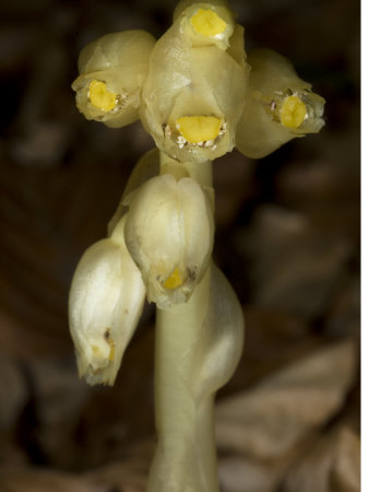 Monotropa Hypopitys, Dutchman's Pipe, Yellow Bird's-Nest Or Pinesap by Stephen Sharnoff Pricing Limited Edition Print image