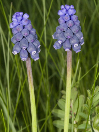 Muscari Neglectum, Or Possibly Muscari Armeniacum, Grape Hyacinth by Stephen Sharnoff Pricing Limited Edition Print image