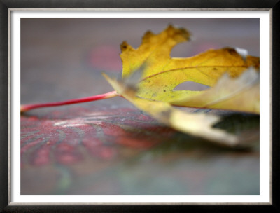 Golden Fall Reflections Ii by Nicole Katano Pricing Limited Edition Print image