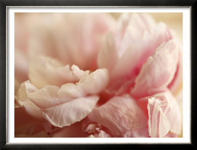 Sweet Flower I by Nicole Katano Pricing Limited Edition Print image