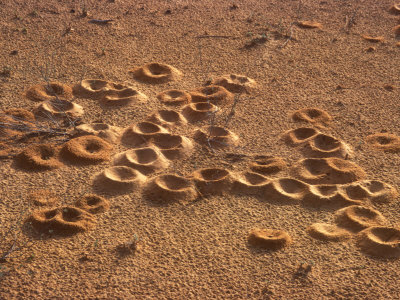Close-Up Of A Cluster Of Ant Mounds In The Desert by Stephen Sharnoff Pricing Limited Edition Print image