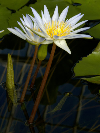 Close Shot Of An Amazon Water Lily Floating On Water by Stephen Sharnoff Pricing Limited Edition Print image