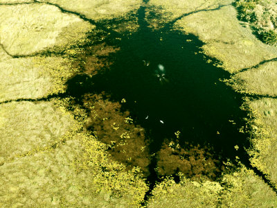 Aerial View Of Okavango Delta, Botswana by Beverly Joubert Pricing Limited Edition Print image