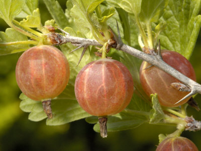 Berries Of Ribes Uva-Crispa, Le Groseillier, Pineux, Or Gooseberry by Stephen Sharnoff Pricing Limited Edition Print image