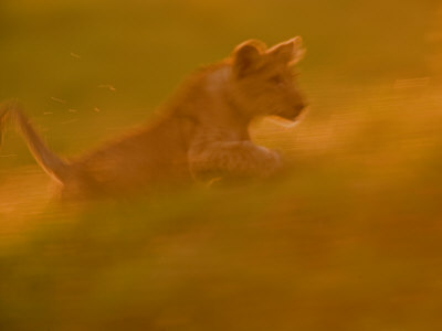 Lion (Pathera Leo)Cub Leaping by Beverly Joubert Pricing Limited Edition Print image