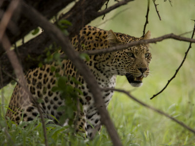 Leopard Watching From Behind A Tangle Of Tree Branches by Beverly Joubert Pricing Limited Edition Print image