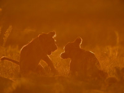 Lion (Pathera Leo)Cubs by Beverly Joubert Pricing Limited Edition Print image