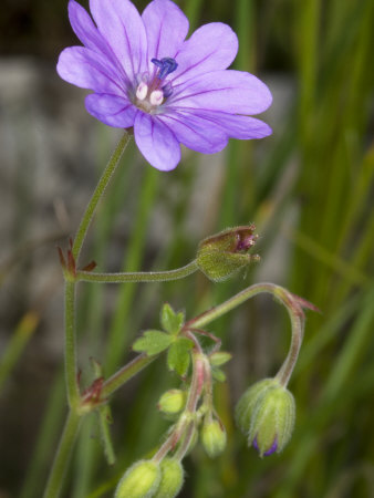 Flower Of Geranium Pyreniacum, The Hedge Or Mountain Cranesbill by Stephen Sharnoff Pricing Limited Edition Print image