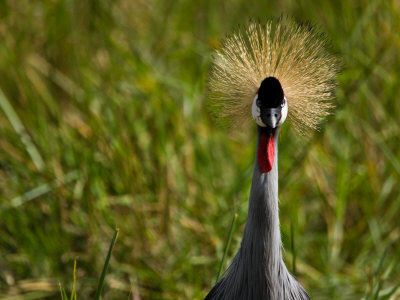Portrait Of A Crested Crane by Beverly Joubert Pricing Limited Edition Print image