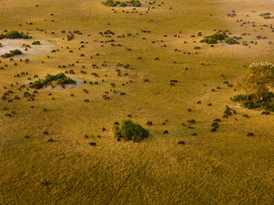 Aerial Of African Buffalo Grazing On The Duba Plains by Beverly Joubert Pricing Limited Edition Print image
