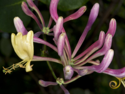Close-Up Of Lonicera Etrusca, Or Etruscan Honeysuckle by Stephen Sharnoff Pricing Limited Edition Print image