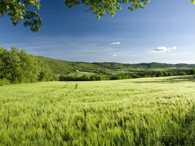 Long View Of A Green Field Of Grain On A Spring Day In Provence by Stephen Sharnoff Pricing Limited Edition Print image