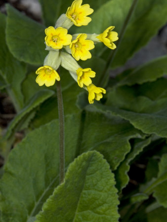 Yellow Flowers Of Primula Palinuri, The Palinuri Primrose by Stephen Sharnoff Pricing Limited Edition Print image