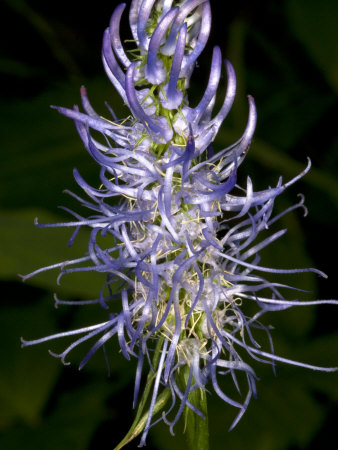 Phyteuma Betonicifolium, The Blue-Spiked Rampion, Possibly P. Ovatum by Stephen Sharnoff Pricing Limited Edition Print image