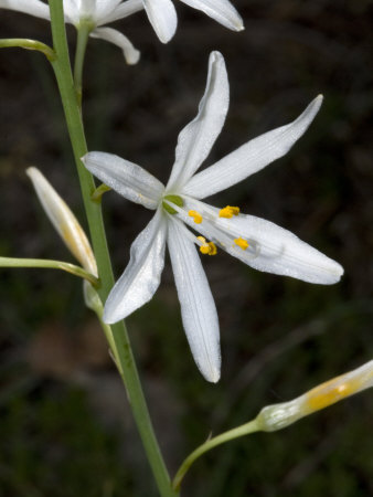 Anthericum Liliago, Le Petit Lys, Or St. Bernard's Lily by Stephen Sharnoff Pricing Limited Edition Print image