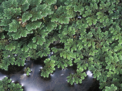 Aquatic Fern, Azolla Filliculoides, A Mosquito Fern by Stephen Sharnoff Pricing Limited Edition Print image