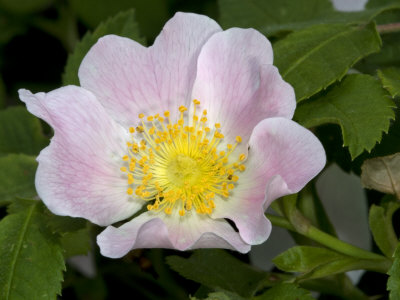 Pale Pink Flower Of A Wild Rose, A Species Of Rosa by Stephen Sharnoff Pricing Limited Edition Print image