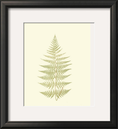 Lowes Fern V by Edward Lowe Pricing Limited Edition Print image